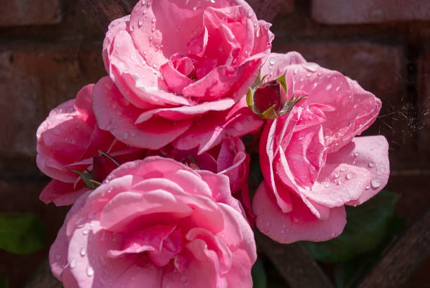 گل محمدی انتخاب برتر برای تولید عطر دست‌ساز گیاهی خانگی